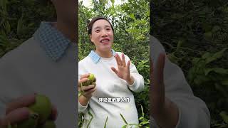 Download Lagu 农村就是闲不住，又是一年一度摘山茶籽季节，我劳动我快乐 #我的乡村生活 #儿时味道 #新鲜采摘 #摘茶籽的乐趣 MP3