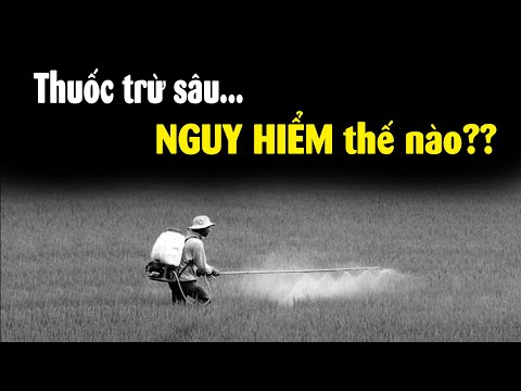 Video Ăn lúa gạo phun thuốc sâu có NGUY HIỂM không?? - youtube