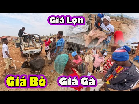 Chuyến đi Xa Mua Gia Súc đầy Thú Vị Cho Trang Trại 2Q Cuộc Sống Châu Phi