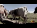 Pioneering Dreams: The Great Westward Migration of 1846