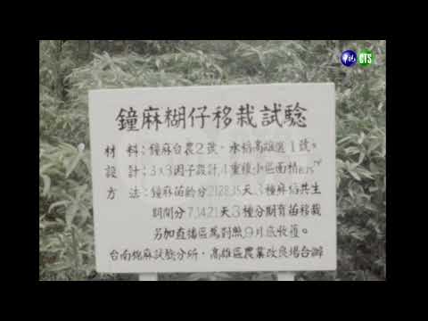 【16釐米膠卷】屏東鐘麻試驗田栽種情形