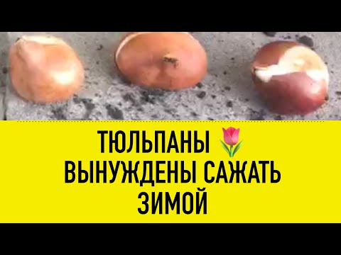 Тюльпаны. Вынужденная посадка зимой, осенью луковиц тюльпанов в грунт! Посадка луковичных цветов