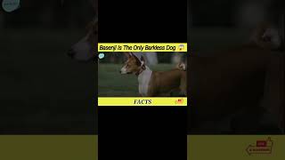 Basenji Is The Only Barkless Dog  || #dog #doglover #shorts