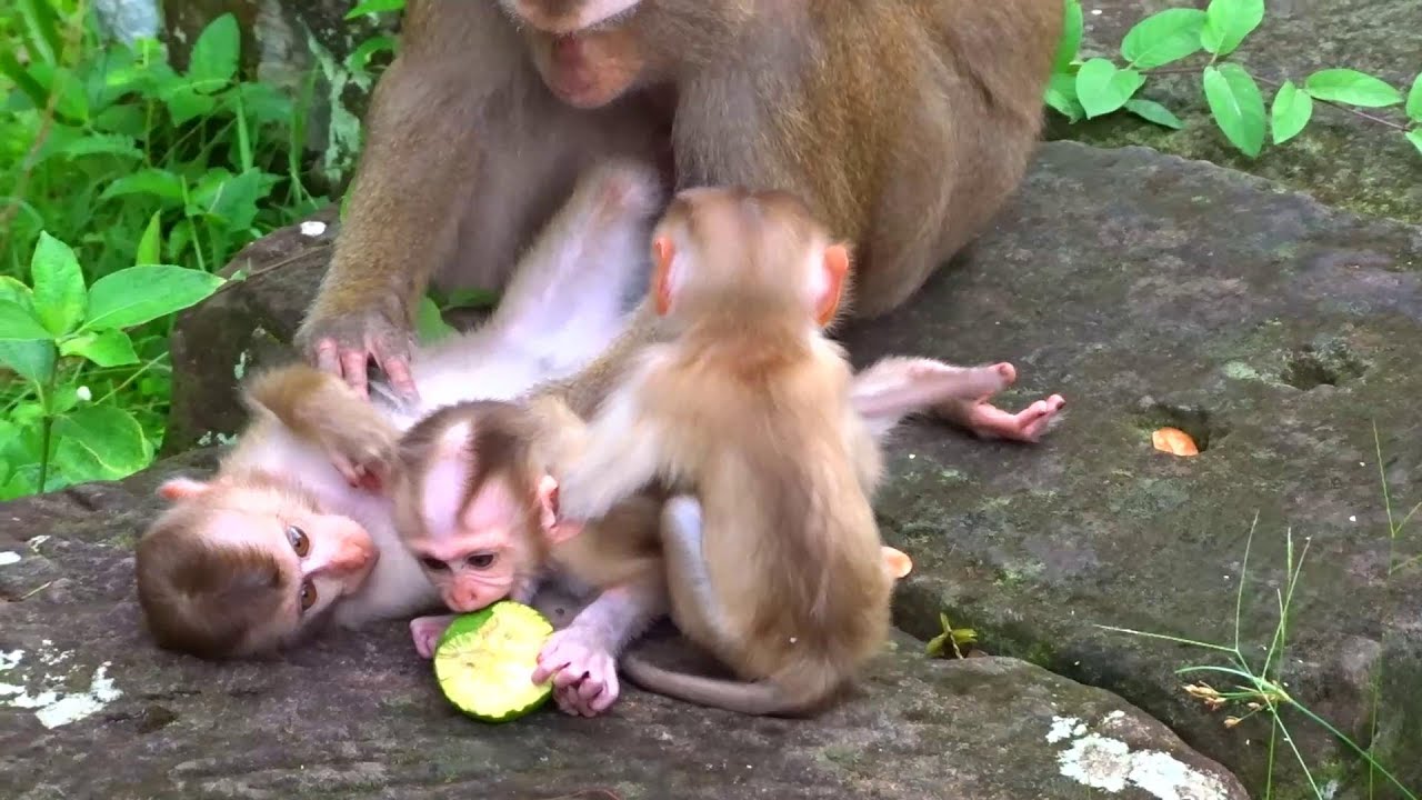 OMG! So Funny Little Baby Monkey Playing With Food and happy animal 