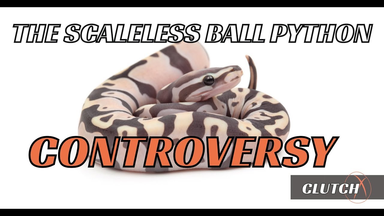 video phone beyonce mp3 WOULD YOU BREED FOR SCALELESS BALL PYTHONS? WOULD I?