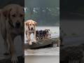 Unbreakable Bond A Mother’s Love Against the Flood #MotherDog #FloodRescue #animalloverforlife