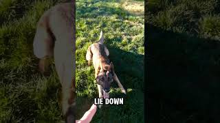 Germanshepherd Dog Abilities.