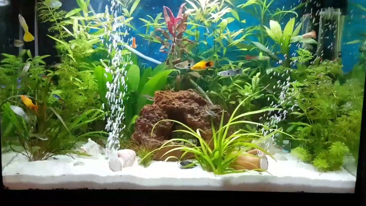 Aquarium 70l YouTube