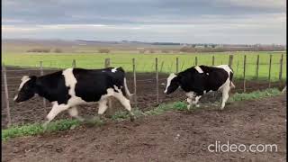 18 Vaquillonas Holando Argentino con garantía de preñez por tacto. Gregorio Aberasturi SRL