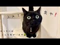 壁にいる虫を捕まえようと２本足でがんばる黒猫