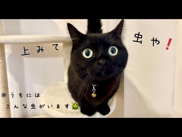 壁にいる虫を捕まえようと2本足でがんばる黒猫 - YouTube