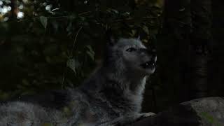 Alkaid Alkaloida² - Lone Wolf.