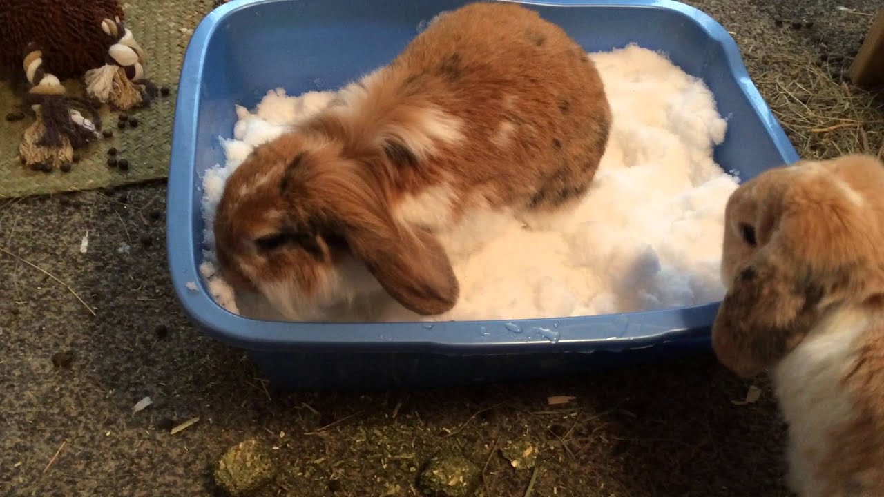 Bunnys Snow Bunny Hook Bunnys Snow Bunny Hook