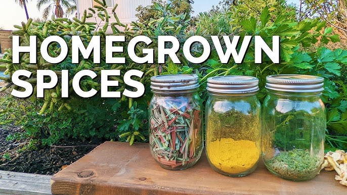 5 Ways To Learn Dehydrate Herbs And Create Your Own 2024
