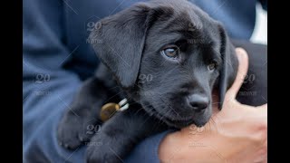 Labrador Compilation - Cute and Funny #8