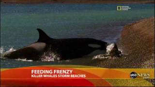 Killer Whales Storm Beaches For Food