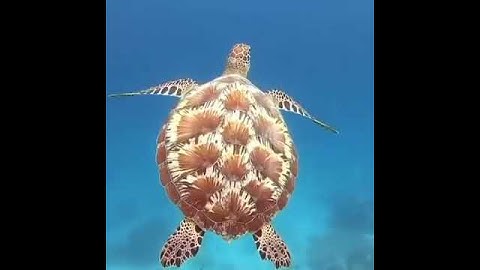 حالات واتساب قران الكريم للقارئ عمر الدريويز بأجمل التلاوات