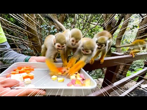 〇〇野菜の争奪戦になったリスザル達