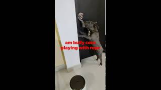 Playing With Rope American Bully