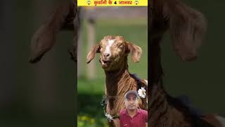 qurbani karne 4 baton ka Dhyan rakhen