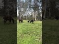 Long may they roam 🐴 #brumbies #wild #nature #animals #cute #donate #stopthecull #fyp #horse