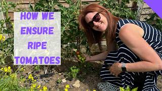 Why Are My Tomatoes Not Ripening - Ripe Tomato Tips Why Are My Tomatoes Not Ripening How To Fix It