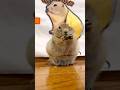 日常生活 #ピー助 #リチャードソンジリス #pets