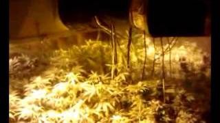 Sog flower sunrise