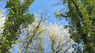 🌿 Relaxing Sunlit Trees & Blossom in a Gentle Forest Breeze for Mindfulness & Stress Relief (15 Min)