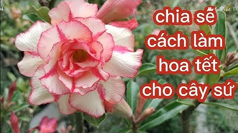 cách làm hoa tết cho cây sứ và cần lưu Ý #hoa kiểng NGUYỄN TÀI@UCTHUBonsaiCanTho