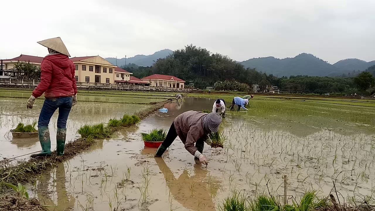 Munia tên gọi chim ri - YouTube