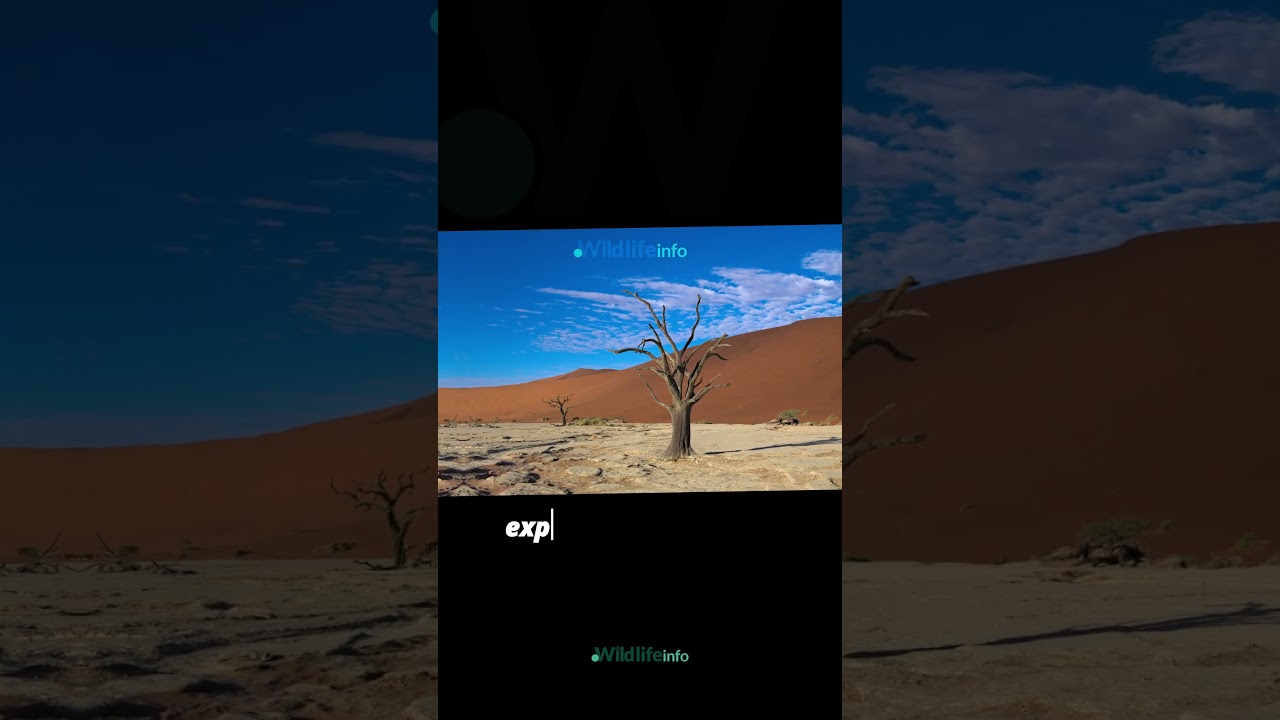 Unveiling the Ghostly Beauty: The Mysterious Trees of the Dead Vlei Oasis! 🌵🌳  