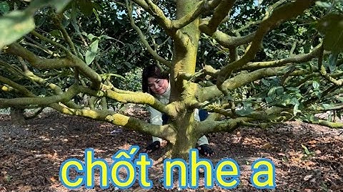 Gốc mai trực đẹp giá rẻ chơi Xuân ☎️Diễm 0835898900(14/12)@.com.vn