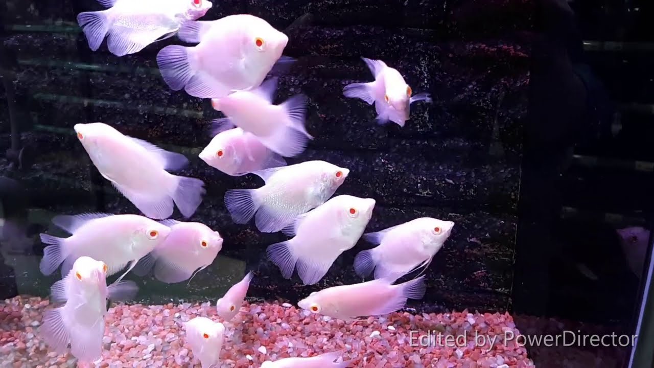 Albino Giant Gourami Osphronemus Goramy 紅眼白子戰船 招財魚 大絲足鱸 財神魚 Youtube