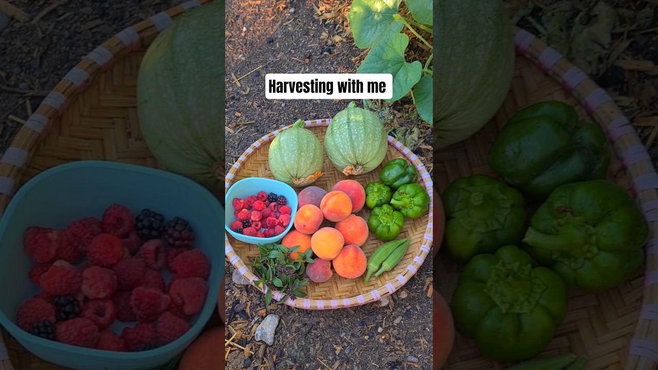 Harvesting bell peppers, squashes, raspberries, blackberries, peaches, okra and Thai basil 
