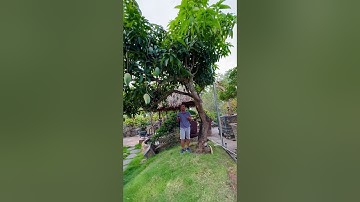 Cây ăn quả có gì đẹp không ?