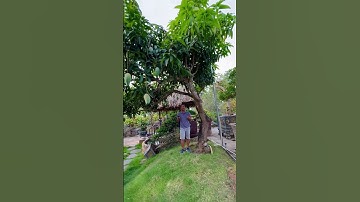 Cây ăn quả có gì đẹp không ?