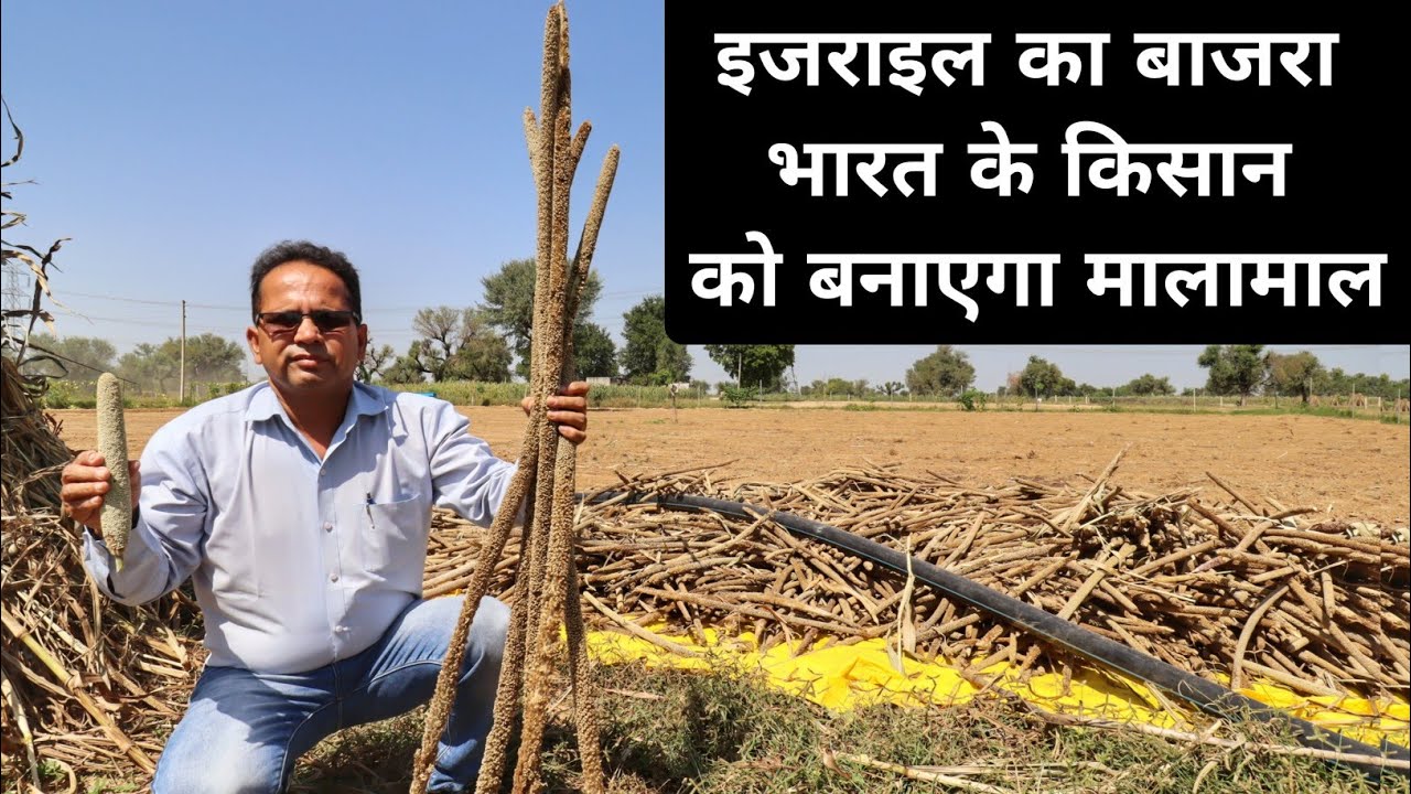 इजरायली बाजरा अब मचाएगा भारत में धूम | Millet Farming | Bajre Ki Kheti