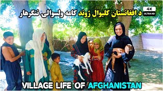 Village life of Afghanistan |  د افغانستان کليوال ژوند کامه ولسوالۍ نـنګرهار  | Ultra HD