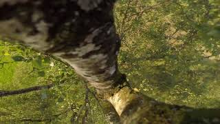 22.08.2017 FPV - Powerloop into a tree - rescue with turtle mode