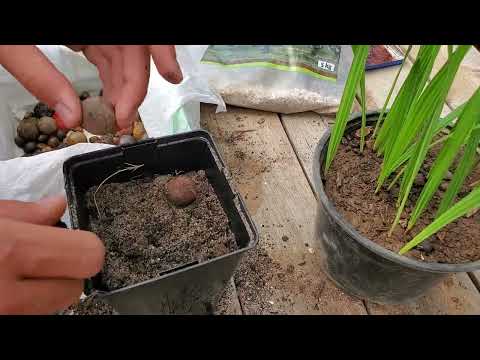 Vidéo: Comment faire germer les graines de palmier Bismarck ?