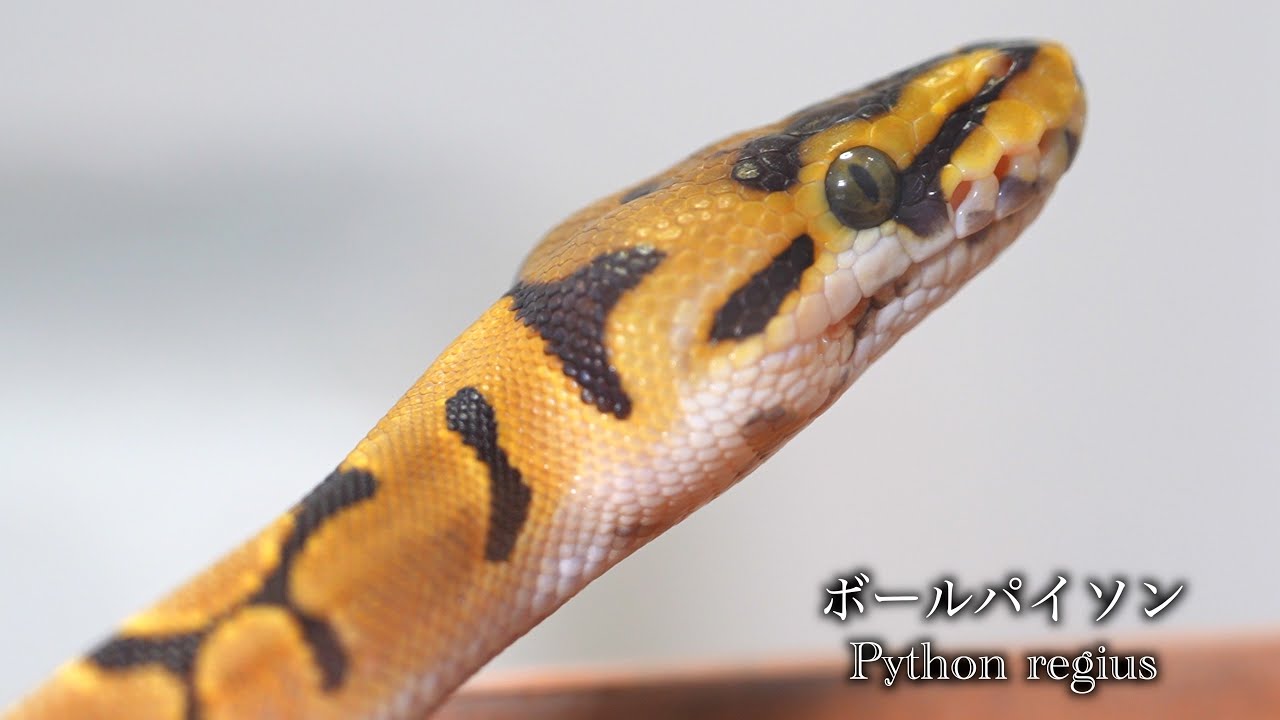 Ball Pythons ボールパイソン 【公式通販】