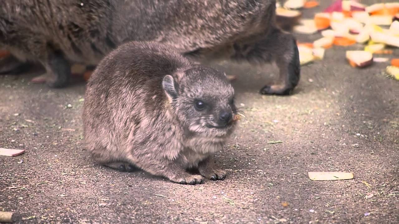 ケープハイラックス食事タイム 安佐動物公園 Nekodaisuki12のblog ケープハイラックス食事タイム 安佐動物公園 Nekodaisuki12のblog