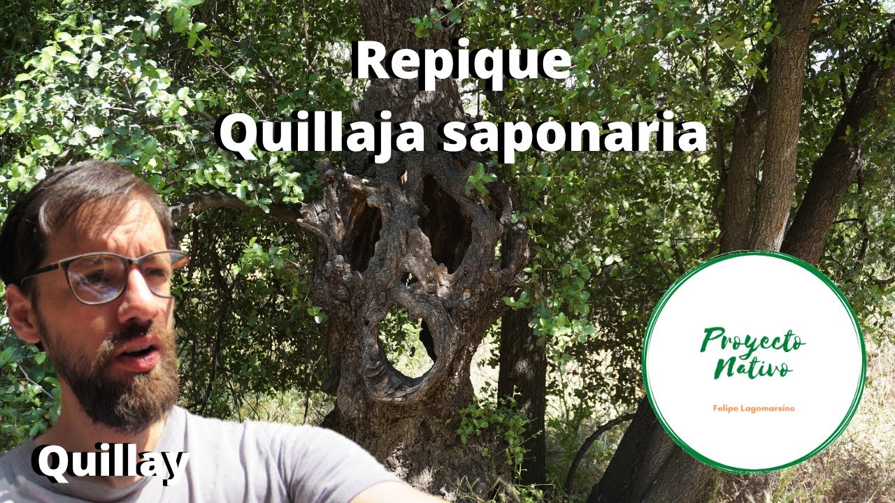 Proyecto Nativo, repique del Quillay (Quillaja saponaria)
