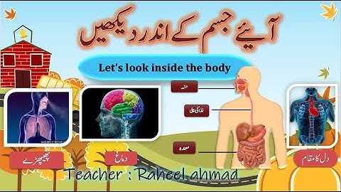 Std 4th EVS 1st [Urdu]  Lets look into our Body (آئیےجسم کے اندر دیکھیں)