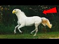 दुनिया के सबसे अनोखे जानवर जिन्हें देखने के लिए नसीब लगता है | Amazing And Rare Creatures | Part 1