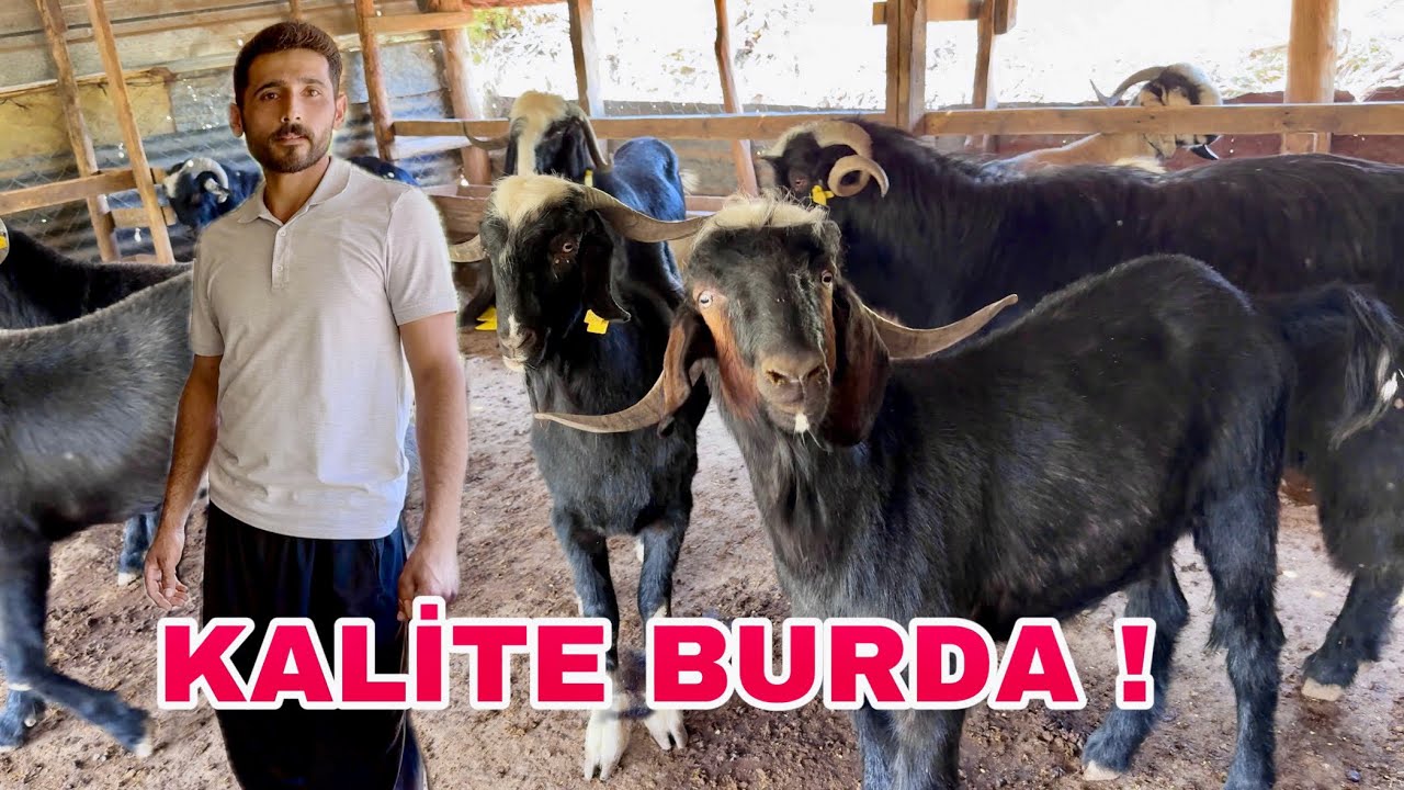 KALİTELİ İĞDİŞ KURBANLIK FİYATLARI 2025