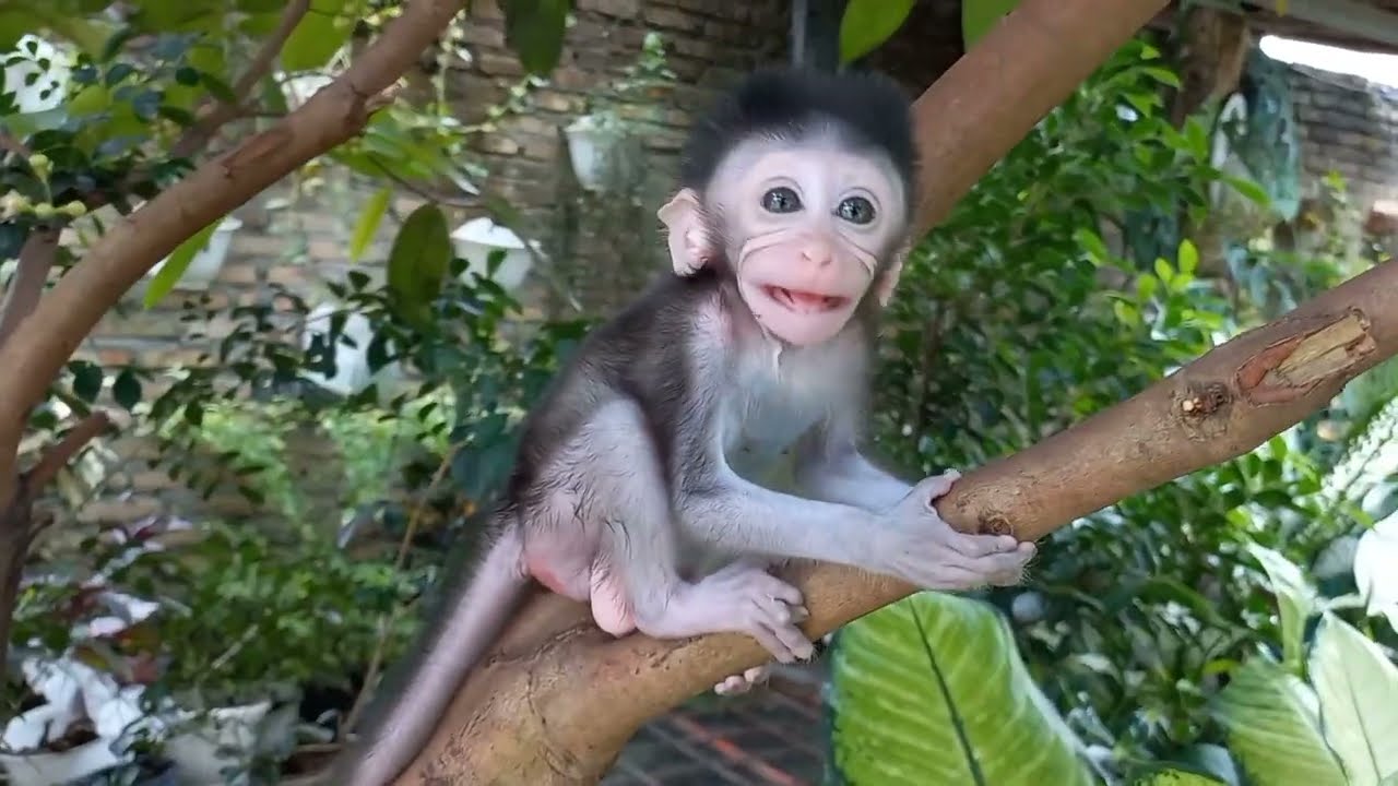 koko cute monkey  #monkey#animalhome#monpai#babymonkey