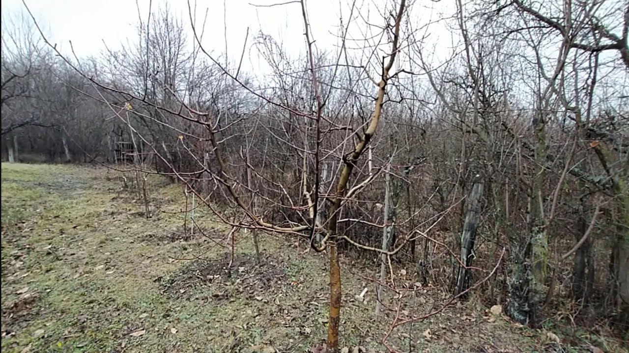 Tăieri la măr, coroana cu ax și încă niște reguli teoretice