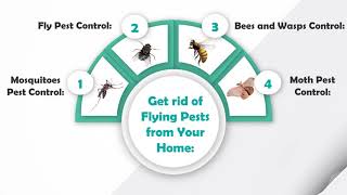 Safe and Reliable Pest Control Service Providers | Peters Pest Control